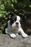 BOSTON TERRIER 226